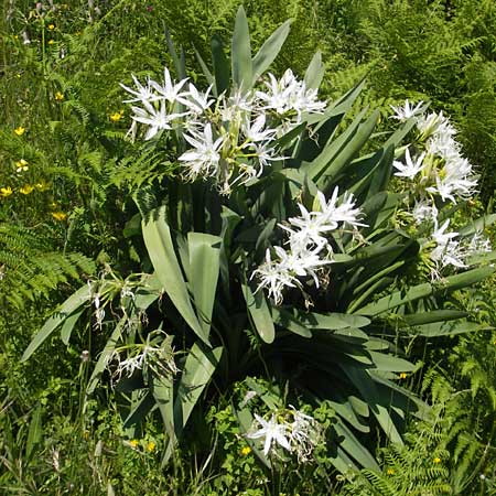 Pancratium illyricum \ Steinhyazinthe, Illyrische Trichternarzisse / Illyrian Sea Lily, Korsika/Corsica Col de Teghime 23.5.2010