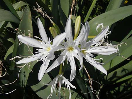 Pancratium illyricum \ Steinhyazinthe, Illyrische Trichternarzisse / Illyrian Sea Lily, Korsika/Corsica Col de Teghime 23.5.2010