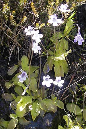 Pinguicula corsica \ Korsisches Fettkraut / Corsian Butterwort, Korsika/Corsica Asco 25.5.2010
