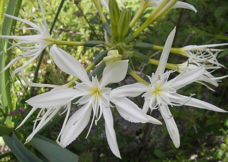Pancratium illyricum \ Steinhyazinthe, Illyrische Trichternarzisse / Illyrian Sea Lily, Korsika/Corsica Restonica 26.5.2010