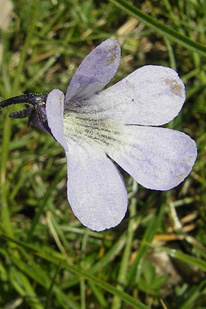 Pinguicula corsica \ Korsisches Fettkraut / Corsian Butterwort, Korsika/Corsica Lac de Nino 27.5.2010