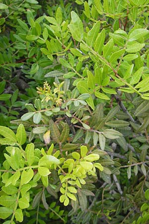 Pistacia lentiscus \ Pistazie / Evergreen Pistache, Korsika/Corsica Porto 28.5.2010