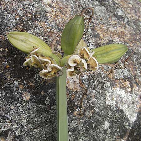 Pancratium illyricum \ Steinhyazinthe, Illyrische Trichternarzisse / Illyrian Sea Lily, Korsika/Corsica Tizzano 31.5.2010