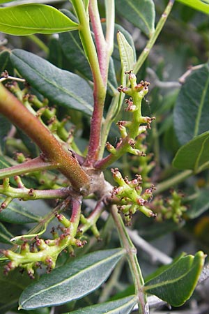 Pistacia lentiscus \ Pistazie / Evergreen Pistache, Korsika/Corsica Tizzano 31.5.2010