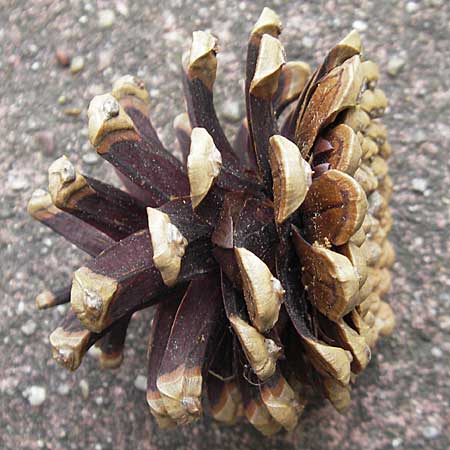 Pinus nigra subsp. laricio \ Laricio-Kiefer, Korsische Schwarz-Kiefer / Corsian Pine, Korsika/Corsica Col de Bavella 20.6.2010