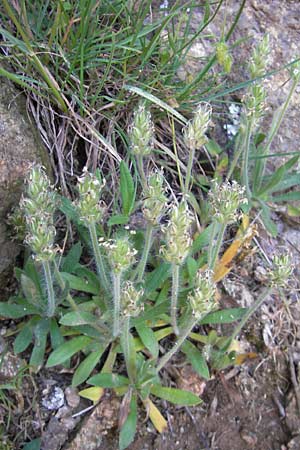 Plantago bellardii \ Haariger Wegerich / Hairy Plantain, Korsika/Corsica Scala di Santa Regina 27.5.2010