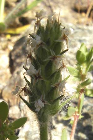 Plantago bellardii \ Haariger Wegerich / Hairy Plantain, Korsika/Corsica Scala di Santa Regina 27.5.2010