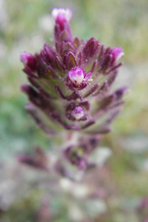 Parentucellia latifolia \ Breitbl�ttrige Parentucellia / Broadleaf Glandweed, Korsika/Corsica Col de Bavella 2.6.2010