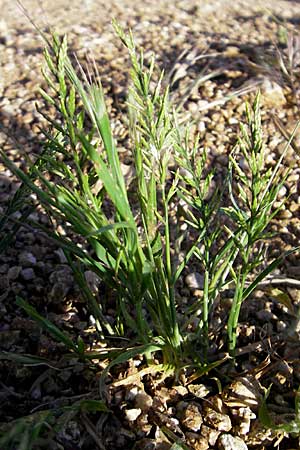 Catapodium rigidum \ Steifgras / Fern Grass, Korsika/Corsica Pigna 23.5.2010