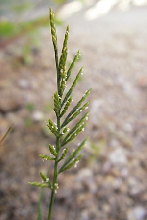 Catapodium rigidum \ Steifgras / Fern Grass, Korsika/Corsica Pigna 23.5.2010