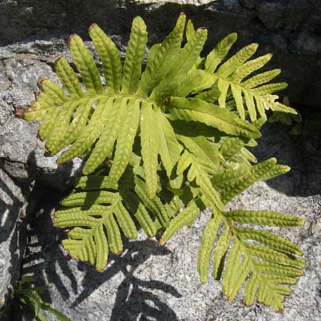 Polypodium vulgare \ Gewhnlicher Tpfelfarn / Polypody, Korsika/Corsica Speloncato 24.5.2010