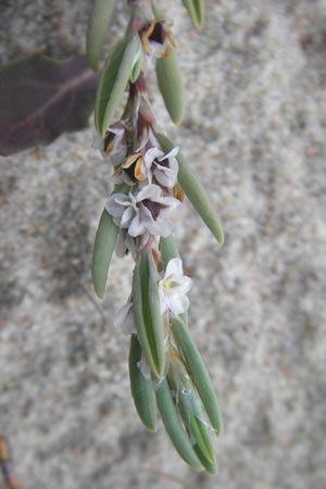 Polygonum maritimum \ Strand-Knterich / Sea Knotgrass, Korsika/Corsica Porto Vecchio 3.6.2010