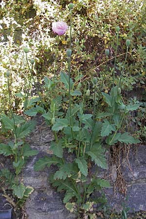 Papaver setigerum \ Borsten-Mohn / Dwarf Breadseed Poppy, Korsika/Corsica Corte 26.5.2010