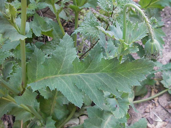Papaver setigerum \ Borsten-Mohn / Dwarf Breadseed Poppy, Korsika/Corsica Corte 26.5.2010