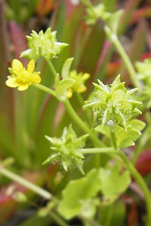 Ranunculus muricatus \ Stachelfr&uuml;chtiger Hahnenfu� / Rough-Fruited Buttercup, Korsika/Corsica Porto 28.5.2010