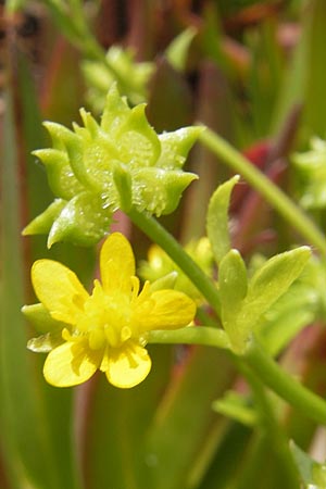 Ranunculus muricatus \ Stachelfr&uuml;chtiger Hahnenfu� / Rough-Fruited Buttercup, Korsika/Corsica Porto 28.5.2010
