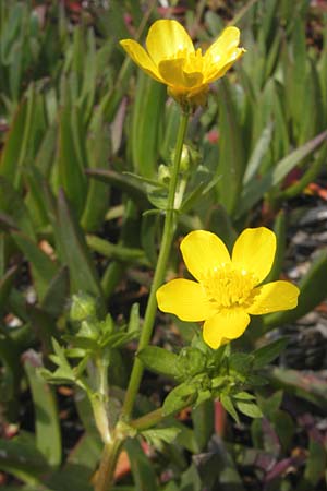 Ranunculus sardous \ Sardischer Hahnenfu, Rauher Hahnenfu / Hairy Buttercup, Korsika/Corsica Porto 28.5.2010