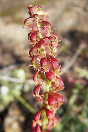 Rumex bucephalophorus subsp. gallicus \ Stierkopf-Ampfer / Horned Dock, Korsika/Corsica Porto 28.5.2010