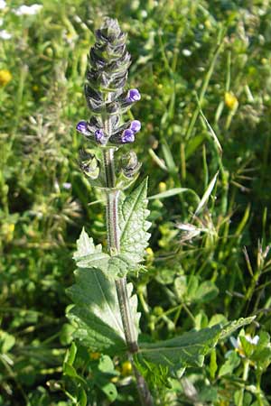 Salvia verbenaca \ Eisenkraut-Salbei / Wild Clary, Korsika/Corsica Col de Teghime 23.5.2010