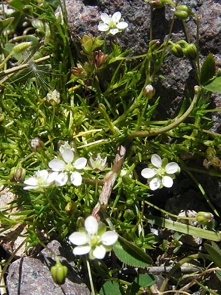 Sagina revelieri \ Reveliers Mastkraut / Revelier's Pearlwort, Korsika/Corsica Monte Cinto 25.5.2010