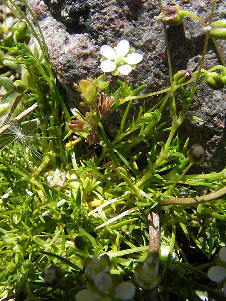 Sagina revelieri \ Reveliers Mastkraut / Revelier's Pearlwort, Korsika/Corsica Monte Cinto 25.5.2010