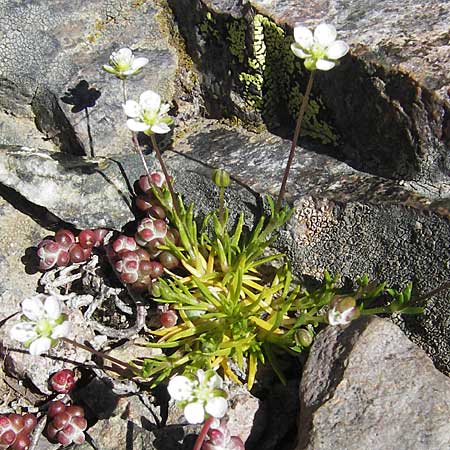Sagina revelieri \ Reveliers Mastkraut / Revelier's Pearlwort, Korsika/Corsica Monte Cinto 25.5.2010