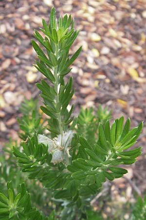 Genista linifolia \ Leinbl&auml;ttriger Gei&szlig;klee / Mediterranean Broom, Flax-Leaf Broom, Korsika/Corsica Porto 28.5.2010