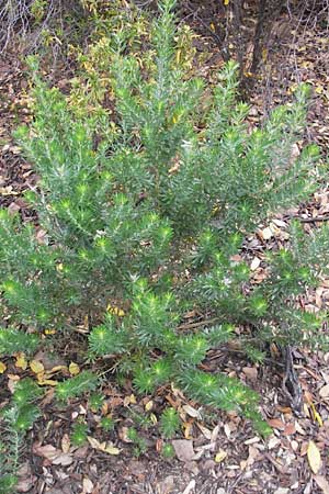 Genista linifolia \ Leinbl&auml;ttriger Gei&szlig;klee / Mediterranean Broom, Flax-Leaf Broom, Korsika/Corsica Porto 28.5.2010