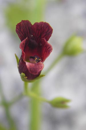 Scrophularia peregrina \ Mittelmeer-Braunwurz, Nesselbl&auml;ttrige Braunwurz / Mediterranean Figwort, Korsika/Corsica Muro 24.5.2010