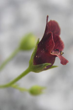 Scrophularia peregrina \ Mittelmeer-Braunwurz, Nesselbl&auml;ttrige Braunwurz / Mediterranean Figwort, Korsika/Corsica Muro 24.5.2010