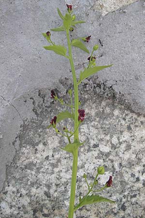 Scrophularia peregrina \ Mittelmeer-Braunwurz, Nesselbl&auml;ttrige Braunwurz / Mediterranean Figwort, Korsika/Corsica Muro 24.5.2010