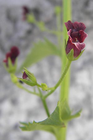 Scrophularia peregrina \ Mittelmeer-Braunwurz, Nesselbl&auml;ttrige Braunwurz / Mediterranean Figwort, Korsika/Corsica Muro 24.5.2010