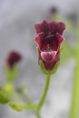 Scrophularia peregrina \ Mittelmeer-Braunwurz, Nesselbl&auml;ttrige Braunwurz / Mediterranean Figwort, Korsika/Corsica Muro 24.5.2010