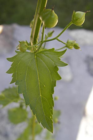 Scrophularia peregrina \ Mittelmeer-Braunwurz, Nesselbl&auml;ttrige Braunwurz / Mediterranean Figwort, Korsika/Corsica Muro 24.5.2010