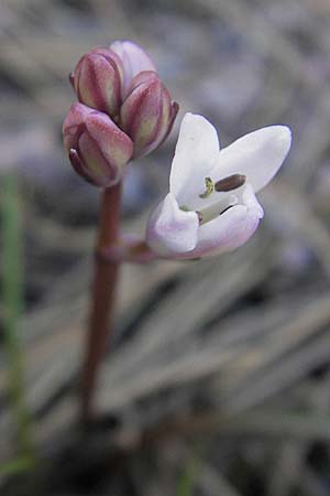 Brimeura fastigiata \ Pouzolz-Hyacinthe / Pouzolz' Squill, Korsika/Corsica Asco 25.5.2010