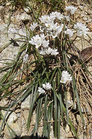 Brimeura fastigiata \ Pouzolz-Hyacinthe / Pouzolz' Squill, Korsika/Corsica Restonica 26.5.2010