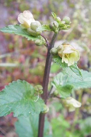 Scrophularia trifoliata \ Dreibl&auml;ttrige Braunwurz / Three-Leaved Figwort, Korsika/Corsica Zonza 2.6.2010