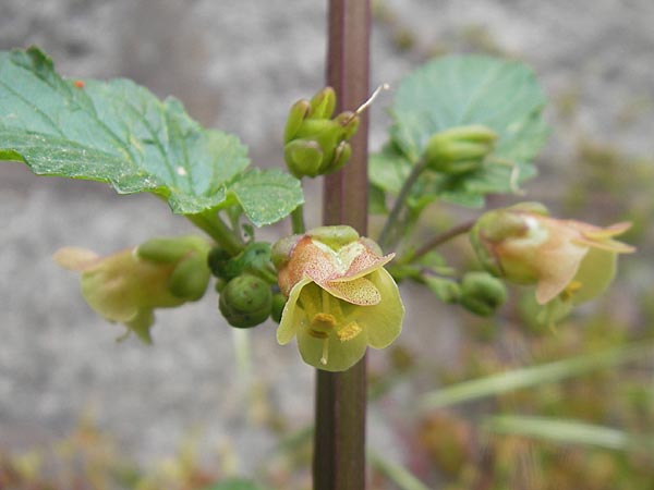 Scrophularia trifoliata \ Dreibl&auml;ttrige Braunwurz / Three-Leaved Figwort, Korsika/Corsica Zonza 2.6.2010