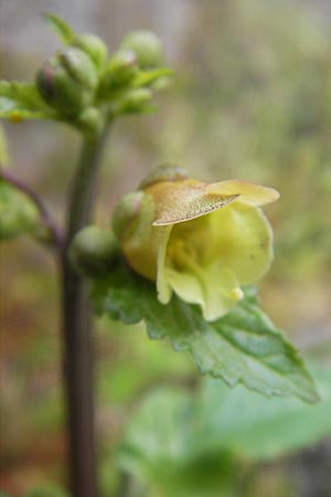 Scrophularia trifoliata \ Dreibl&auml;ttrige Braunwurz / Three-Leaved Figwort, Korsika/Corsica Zonza 2.6.2010