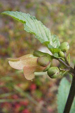 Scrophularia trifoliata \ Dreibl&auml;ttrige Braunwurz / Three-Leaved Figwort, Korsika/Corsica Zonza 2.6.2010