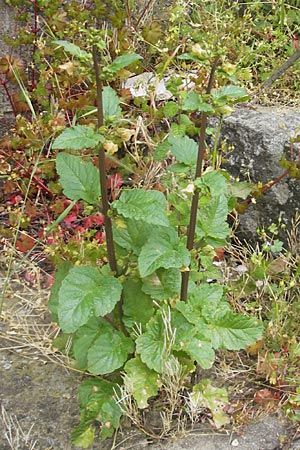 Scrophularia trifoliata \ Dreibl&auml;ttrige Braunwurz / Three-Leaved Figwort, Korsika/Corsica Zonza 2.6.2010