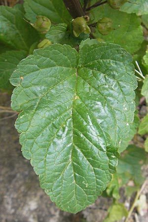 Scrophularia trifoliata \ Dreibl&auml;ttrige Braunwurz / Three-Leaved Figwort, Korsika/Corsica Zonza 2.6.2010