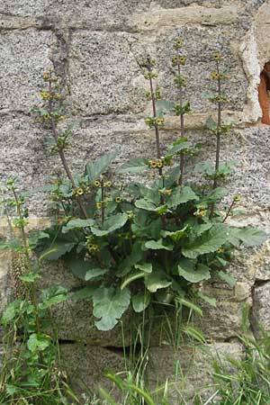 Scrophularia trifoliata \ Dreibl&auml;ttrige Braunwurz / Three-Leaved Figwort, Korsika/Corsica Zonza 2.6.2010