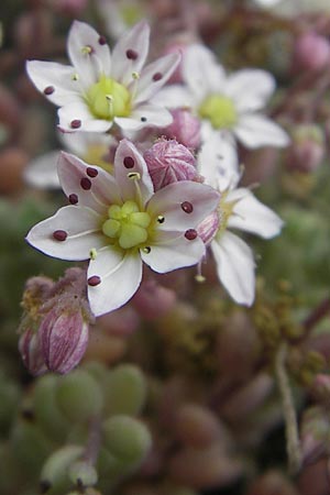 Sedum dasyphyllum \ Dickblttriger Mauerpfeffer / Corsian Stonecrop, Korsika/Corsica Zonza 2.6.2010