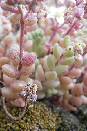 Sedum dasyphyllum \ Dickblttriger Mauerpfeffer / Corsian Stonecrop, Korsika/Corsica Zonza 2.6.2010