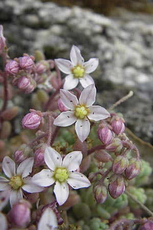 Sedum dasyphyllum \ Dickblttriger Mauerpfeffer / Corsian Stonecrop, Korsika/Corsica Zonza 2.6.2010
