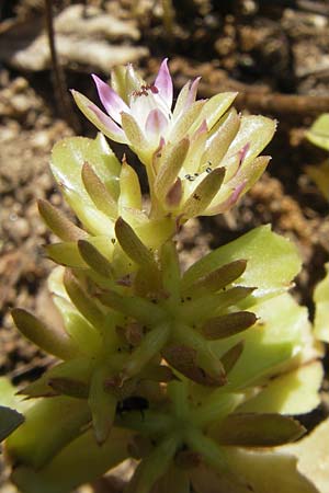 Sedum stellatum \ Sternfrmiger Mauerpfeffer / Starry Stonecrop, Korsika/Corsica L'Ile-Rousse 24.5.2010
