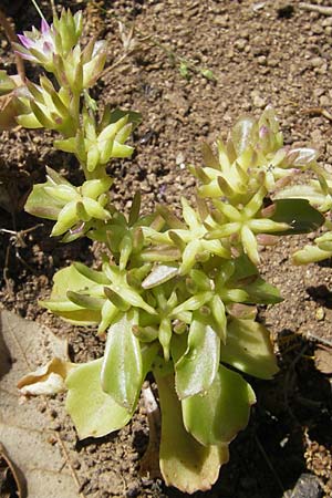 Sedum stellatum \ Sternfrmiger Mauerpfeffer / Starry Stonecrop, Korsika/Corsica L'Ile-Rousse 24.5.2010
