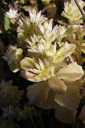 Sedum stellatum \ Sternfrmiger Mauerpfeffer / Starry Stonecrop, Korsika/Corsica Aregno 24.5.2010