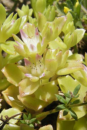 Sedum stellatum \ Sternfrmiger Mauerpfeffer / Starry Stonecrop, Korsika/Corsica Asco 25.5.2010